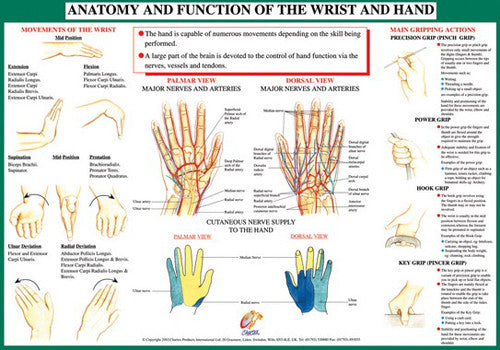 Anatomy of Hand and Wrist Health and Fitness Wall Chart Poster ...