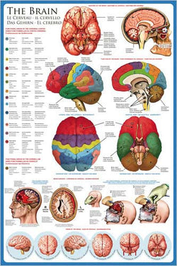 Anatomy of The Human Brain Wall Chart Poster - Eurographics