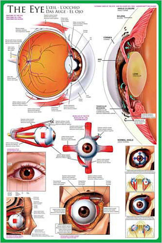 Anatomy of The Human Eye Wall Chart Poster - Eurographics Inc.