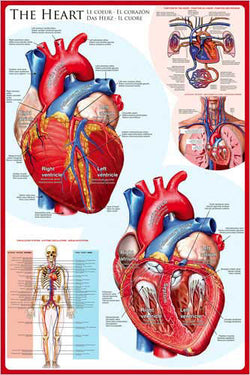 Anatomy of The Human Heart Wall Chart Poster - Eurographics