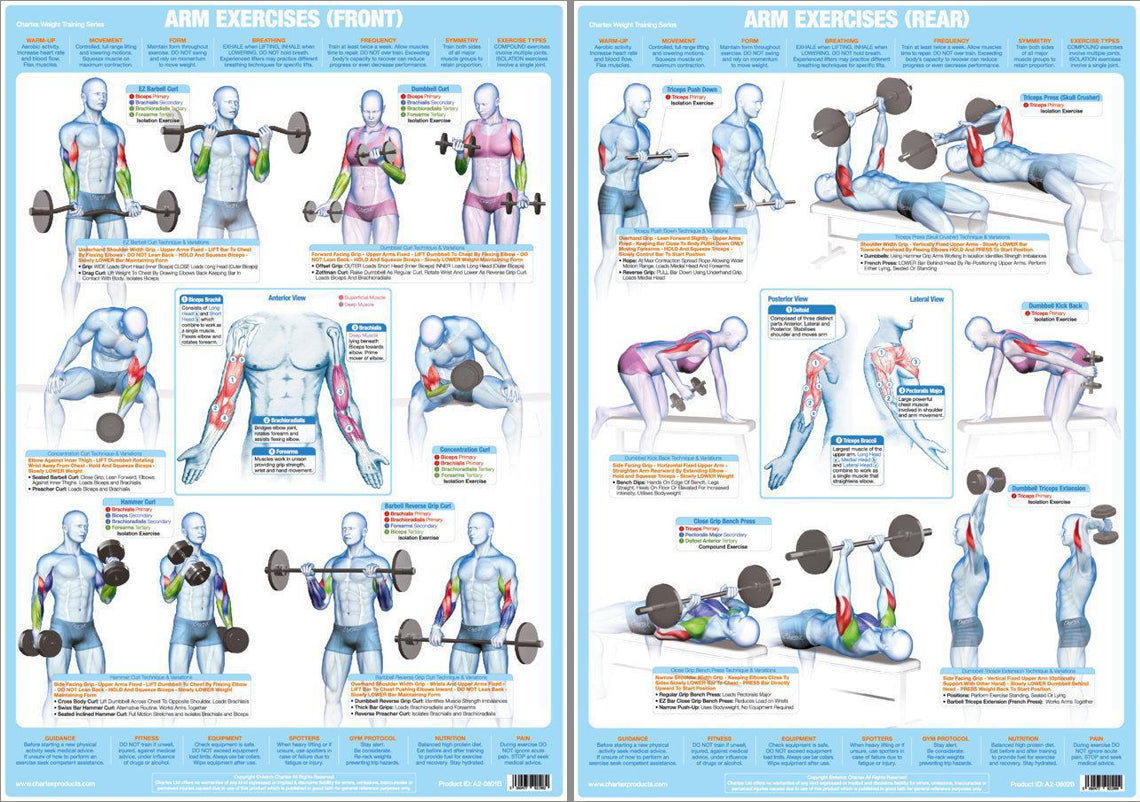 Major Muscles Anatomy Wall Chart Poster Combo - Chartex Ltd. – Sports ...