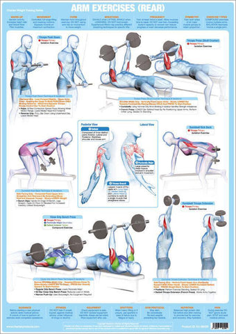 Arm Exercises (Rear) Weight Training Fitness Instructional Wall Chart –  Sports Poster Warehouse