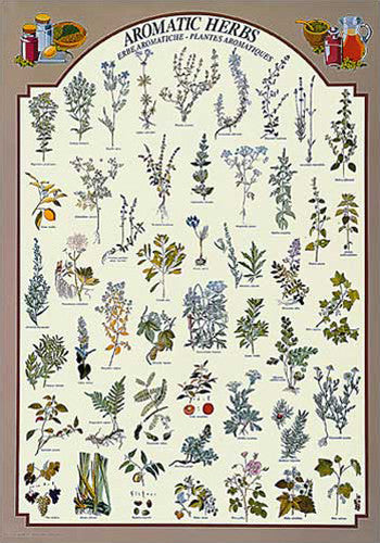 Aromatic Herbs (48 Varieties) Cooking Kitchen Wall Chart Poster - Eurographics Inc.