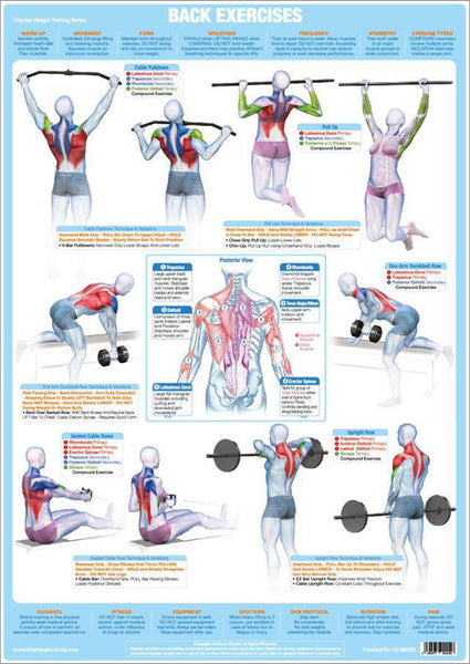 Back Exercises Weight Training Fitness Instructional Wall Chart Poster - Chartex Products