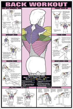 Back Workout Professional Fitness Instructional Wall Chart Poster - Fitnus Corp.