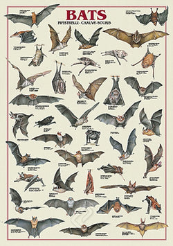 Bats Animal Zoology Wall Chart Poster - Ricordi Arte Group