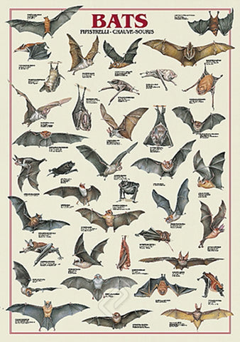 Bats Animal Zoology Wall Chart Poster - Ricordi Arte Group