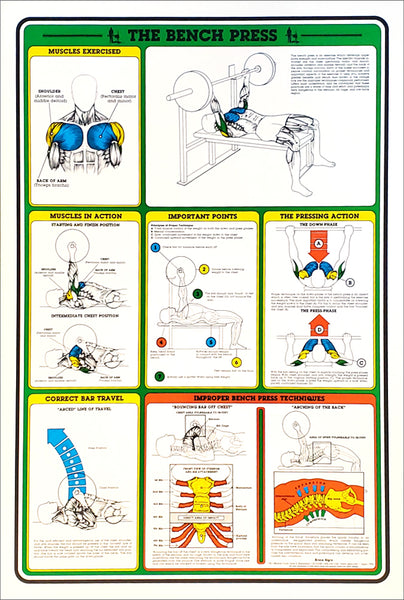 The Bench Press Professional Fitness Instructional Workout Wall Chart Poster - Fitnus Posters Inc