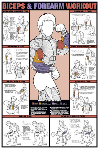 Biceps and Forearm Arm Fitness Professional Instructional Workout Wall Chart Poster - Fitnus Posters Inc