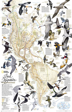 Bird Migration of the Western Hemisphere National Geographic 20x31 Wall Map Poster - NG Maps
