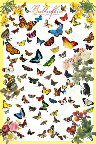 The Butterflies Poster (70 Species) Lepidopterology Wall Chart Poster - Eurographics Inc.