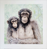 Chimpanzees "A Look Inside" Wildlife Art by Jan Bain L/E Lithograph Poster Print - Lumbers Publishing 1996