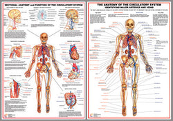 Anatomy of the Circulatory System 2-Poster Combo Set - Chartex