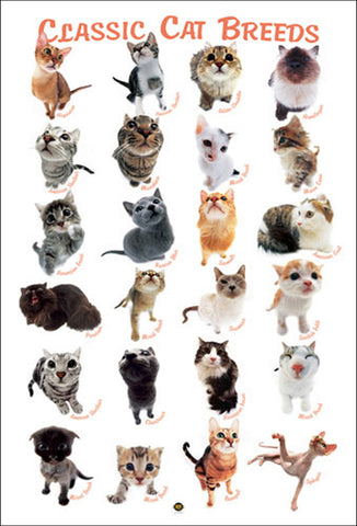 Classic Cat Breeds 24 Felines Poster (Hana Deka Club Photography) - Eurographics Inc.