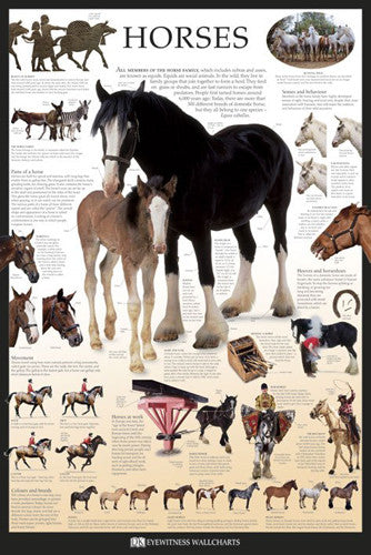 Horses Educational Poster - DK Eyewitness Wallcharts/Pyramid