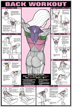 CO-ED Back Workout Professional Fitness Gym Instructional Wall Chart Poster - Fitnus Corp.