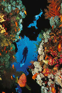 Scuba Diving in Beautiful Coral Reef Poster- Eurographics Inc.