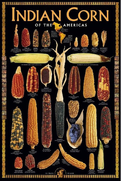 Indian Corn of the Americas Poster Wall Chart by Mark Miller - American Image Collection