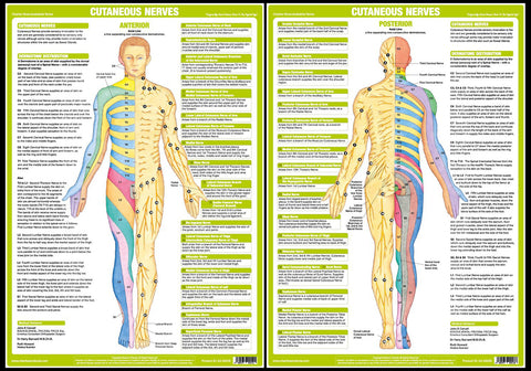 Human Anatomy Origin of Cutaneous Nerves Physiotherapy 2-Poster Combo - Chartex Ltd.