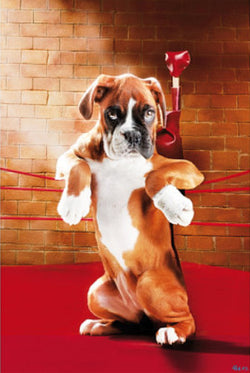 Boxer Dog in the Boxing Ring Poster - Wizard & Genius
