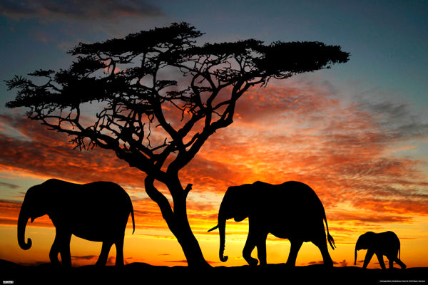 Elephant Family in Africa at Sunset Animal Kingdom Beauty Poster - Pyramid America