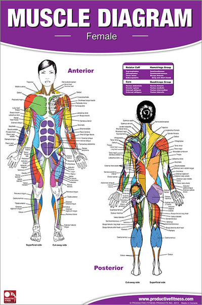 Human Muscle Diagram (Female) Fitness Anatomy Wall Chart Poster - Productive Fitness Inc.