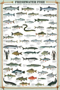 Freshwater Fish (53 Species) Wall Chart Poster - Eurographics