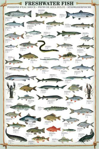 Illustrated Freshwater Fish Angling baits and fishing flies chart Poster by  Atlantic Coast Arts and Paintings