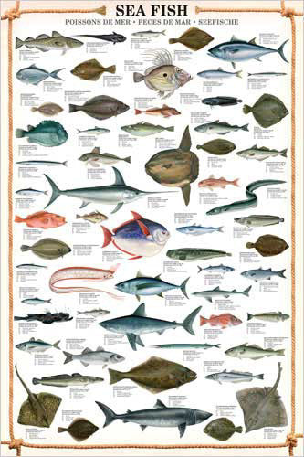 Sea Fish Wall Chart (59 Saltwater Species) Poster - Eurographics