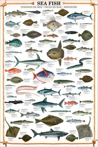 40x28 Fish Chart in Animals