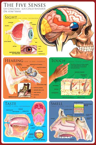 Anatomy of The Human Five Senses Wall Chart Poster - Eurographics