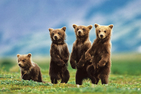 Four Brown Bear Cubs in the Wilderness Animal Beauty Poster - Eurographics