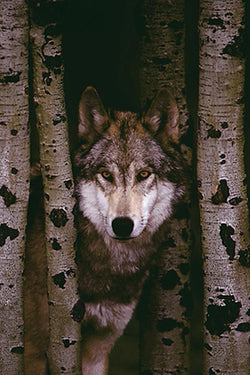 Gray Wolf in the Woods Between Birch Trees Animal Beauty Poster - Eurographics