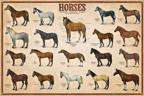 Horses (19 Breeds) Poster - Eurographics Inc.