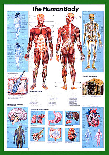 The Human Body Anatomy Wall Chart Poster - Nuova Arti Grafiche – Sports ...