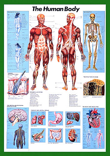The Human Body Anatomy Large 27x39 Wall Chart Poster - Nuova Arti Grafiche