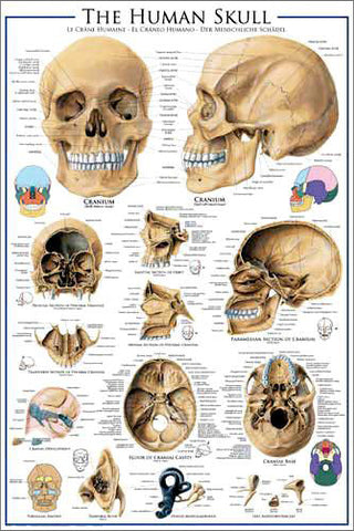 Anatomy of The Human Skull Wall Chart Poster - Eurographics