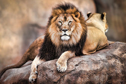 Proud Male Lion, King of the Savannah Animal Beauty Poster - Pyramid International