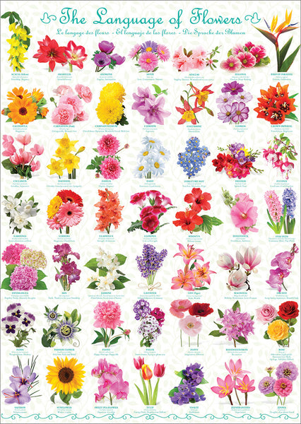 The Language of Flowers Poster (49 Beautiful Floral Varieties) - Eurographics Inc.