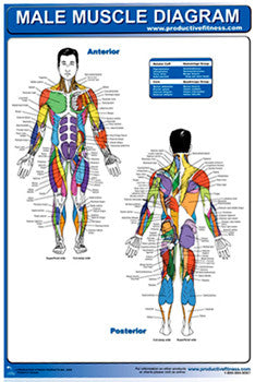 Male Muscle Diagram Wall Chart Poster - Productive Fitness Inc.