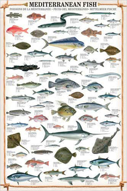 Mediterranean Fish Wall Chart Poster (61 Saltwater Species) Poster - Eurographics