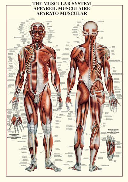 The Muscular System Human Anatomy Wall Chart Reference Poster - Ricordi Arte/Eurographics