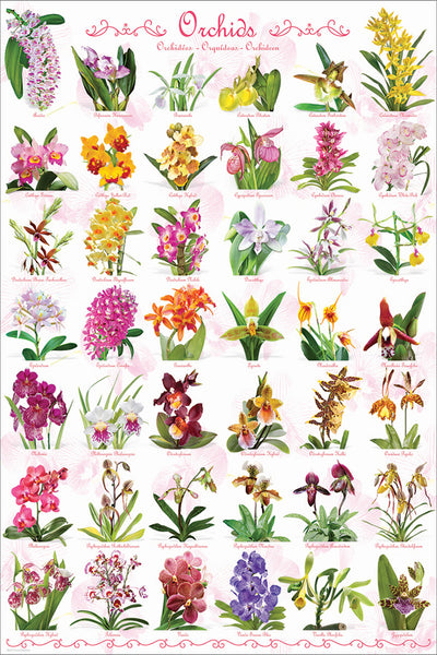 Orchids Poster (42 Beautiful Flower Varieties) - Eurographics Inc.