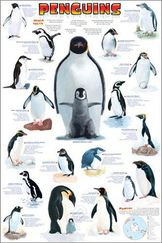 The Penguins Poster Zoology Reference Wall Chart Poster - Eurographics Inc.