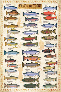 Salmon and Trout Fishing Wall Chart (17 Species) Poster - Eurographics