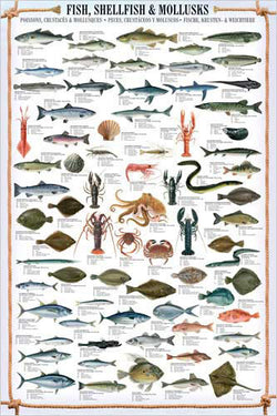 Fishing Posters – Sports Poster Warehouse