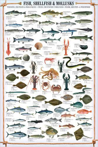 Fish, Shellfish and Mollusks Wall Chart Poster (66 Species) Fishing Poster - Eurographics
