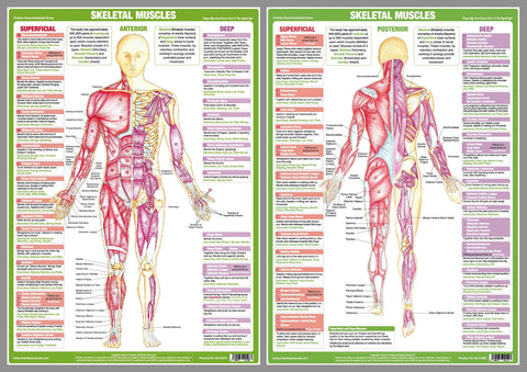 Major Skeletal Muscles Anatomy Wall Chart Poster Set (2 Posters) - Chartex Ltd.