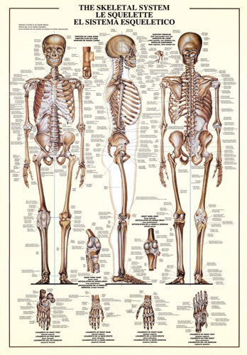 The Skeletal System Human Anatomy Large 27x39 Wall Chart Poster - Nuova