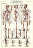 The Skeletal System Human Anatomy Large 27x39 Wall Chart Poster - Nuova